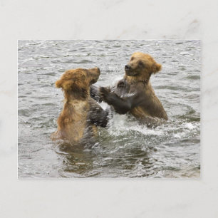 Carte Postale oursons Brown jouant dans l'eau