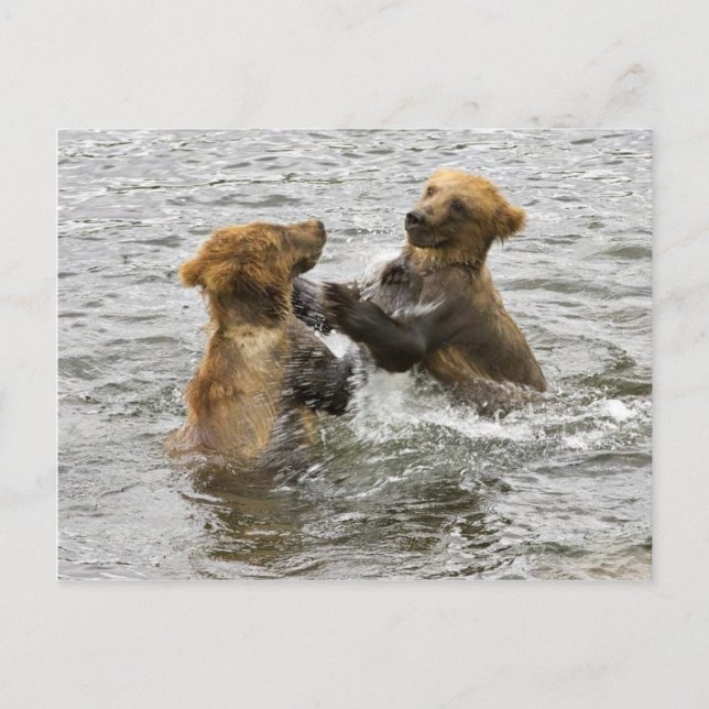 Carte Postale oursons Brown jouant dans l'eau (Devant)