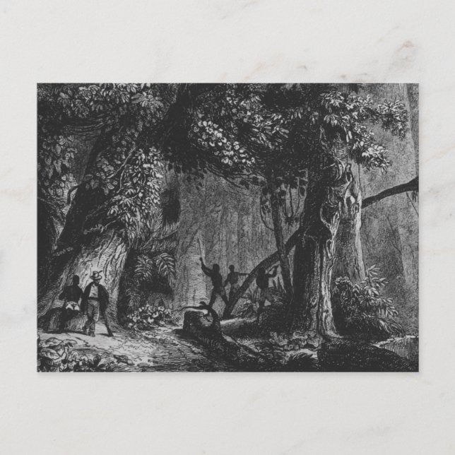 Carte Postale Ouverture de la forêt de 'Bresil, Columbie à (Devant)