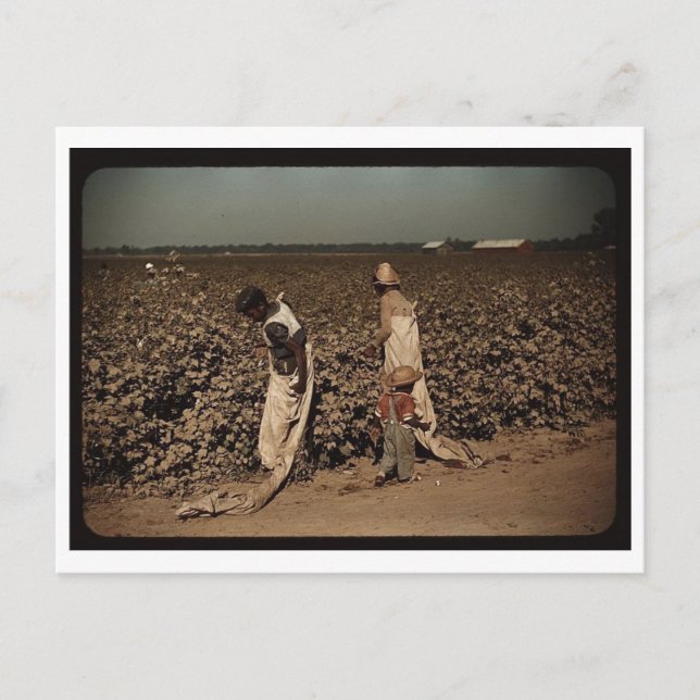 Carte Postale Ouvriers de la journée cueillant du coton, près de (Devant)