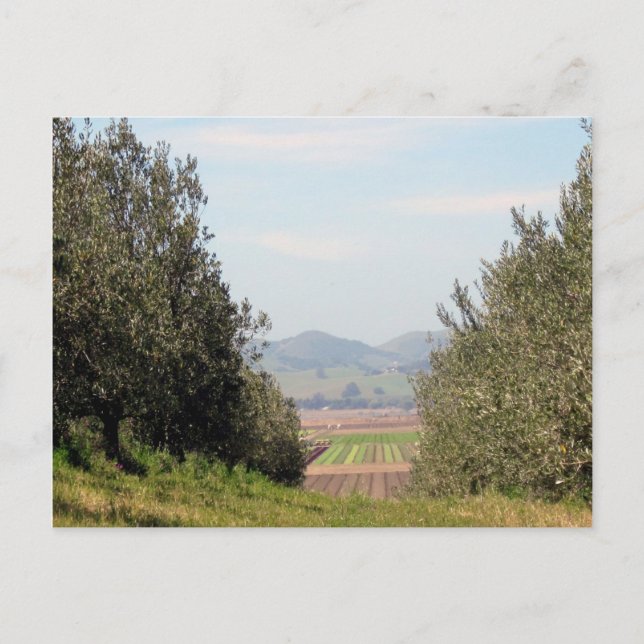 Carte Postale Overlooking San Juan Valley (Devant)