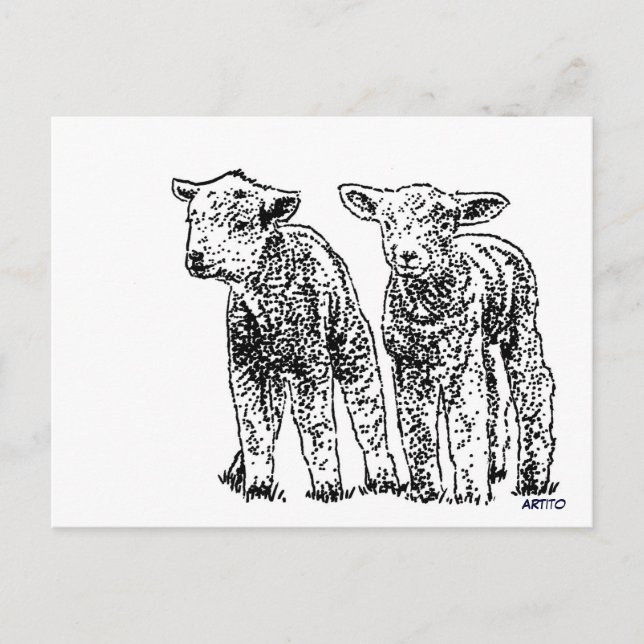 Carte Postale ovins (Devant)