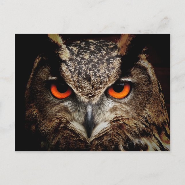 CARTE POSTALE OWL (Devant)