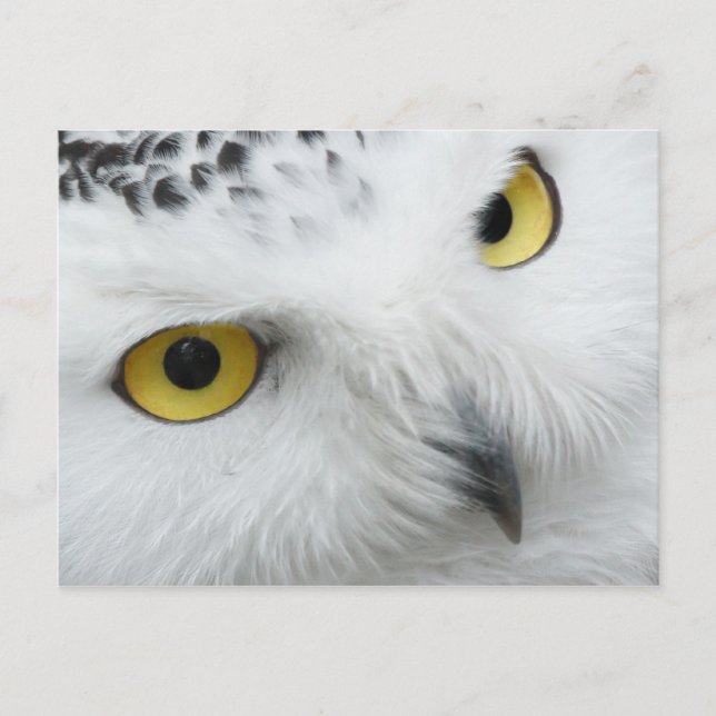 Carte postale Owl (Devant)