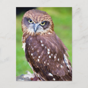 Carte postale Owl