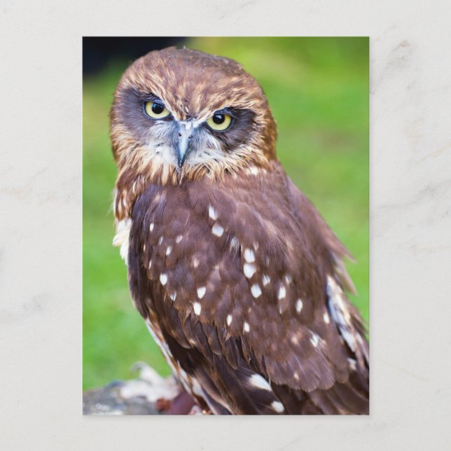Carte postale Owl (Devant)