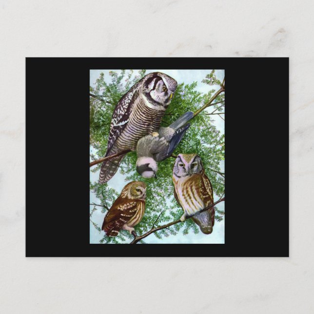 Carte Postale Owl Art (Devant)