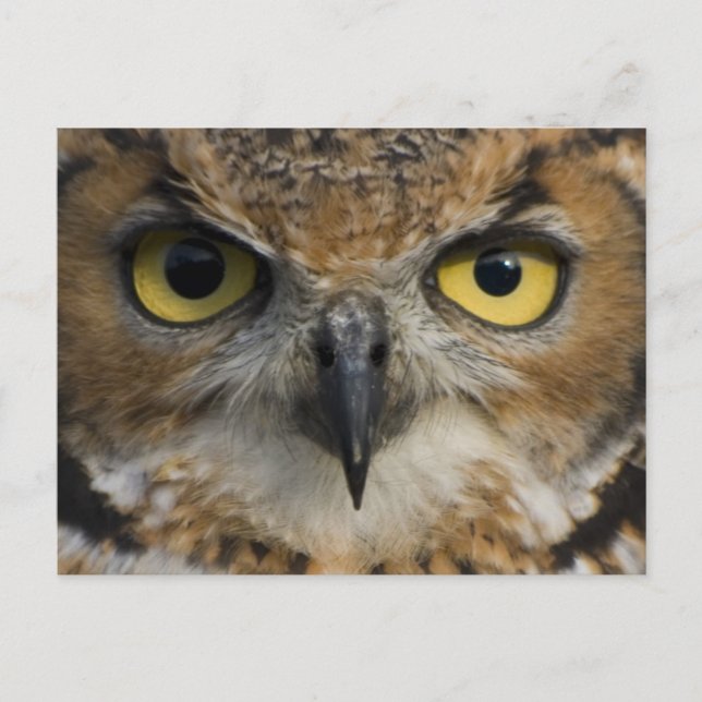 Carte Postale Owl Eyes (Devant)