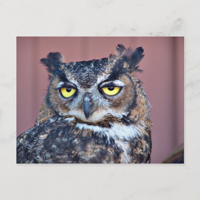 Carte Postale Owl Eyes (Devant)