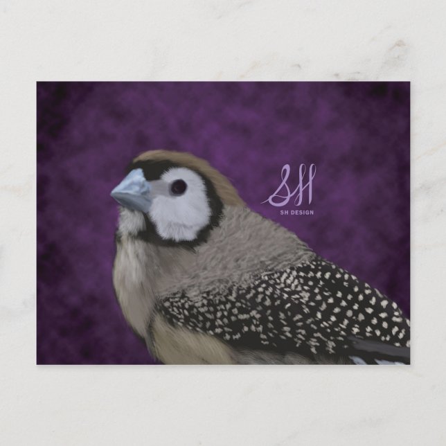 Carte Postale Owl Finch (Devant)
