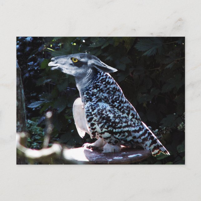 Carte postale Owlama (Devant)