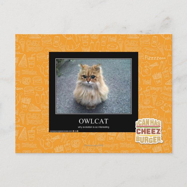 Carte Postale Owlcat (Devant)