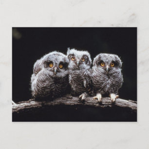 Carte Postale Owlet Trio