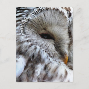 CARTE POSTALE OWLS