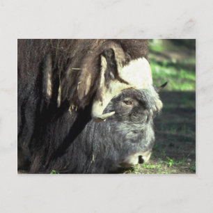 Carte Postale Ox musqué