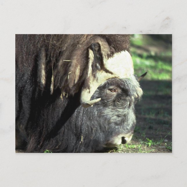 Carte Postale Ox musqué (Devant)