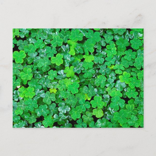 Carte Postale Oxalis de printemps (Devant)