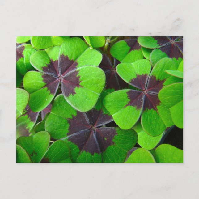 Carte Postale Oxalis Feuille - Rouge et vert (Devant)
