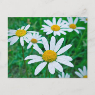 Carte Postale Oxeye Daisy Flowers Meadow Photo Photographie Art