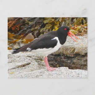 Carte postale Oystercatcher
