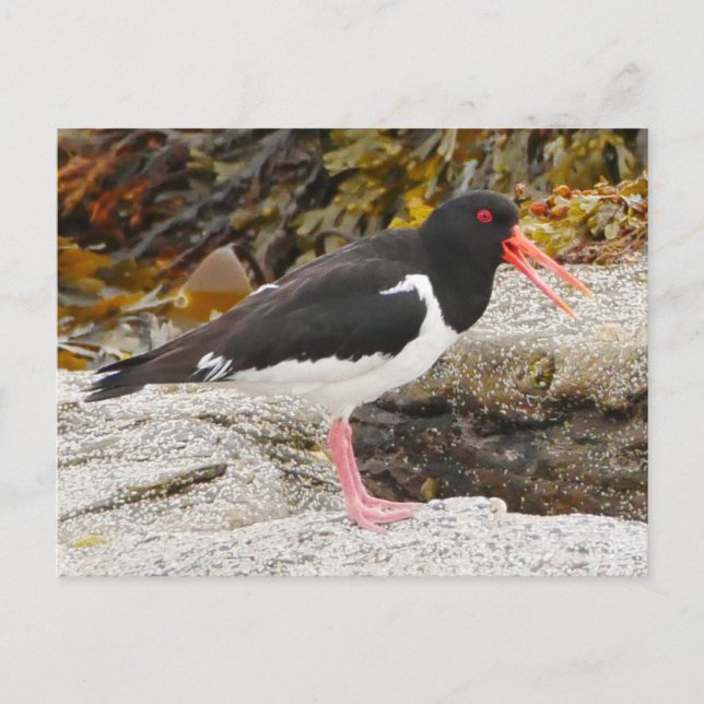 Carte postale Oystercatcher (Devant)