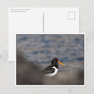 Carte Postale Oystercatcher Nature Photo