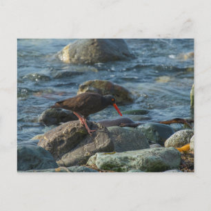 Carte Postale Oystercatcher noir