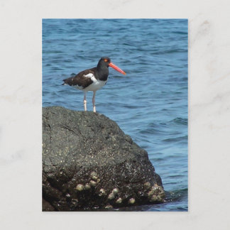 Carte postale Oystercatcher Shorbird