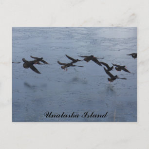 Carte Postale Oystercatchers en vol, île Unalaska