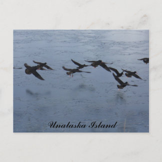 Carte Postale Oystercatchers en vol, île Unalaska
