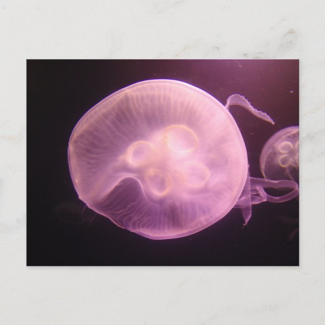 CARTE POSTALE P6250304 (Devant)