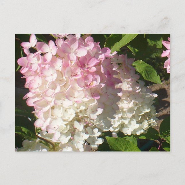 Carte postale P.D. Hydrangea (Devant)