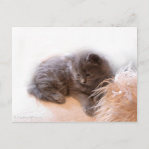 Carte Postale © P Wherrell Cute chaton gris poil long