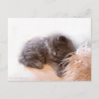 Carte Postale © P Wherrell Cute chaton gris poil long