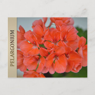Carte postale PAC Bergpalais Pelargonium