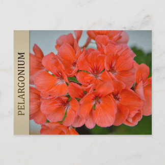 Carte postale PAC Bergpalais Pelargonium