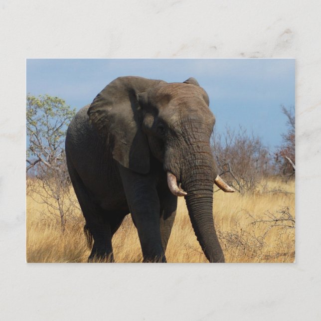 Carte postale Pachyderm (Devant)