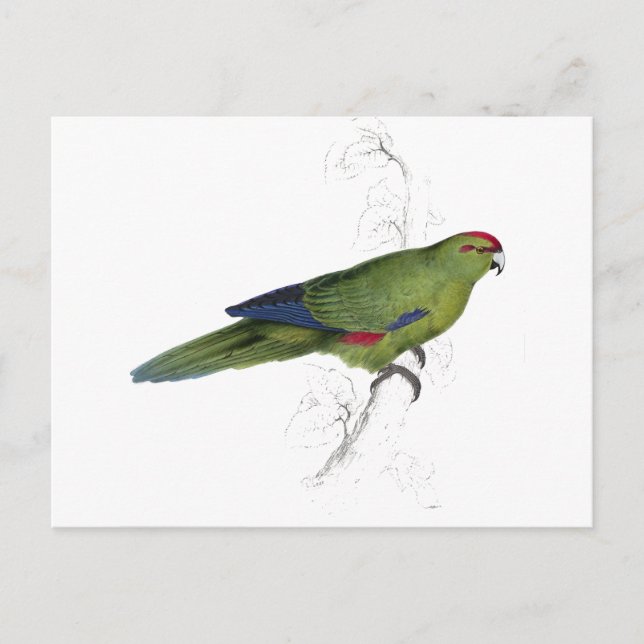 Carte Postale Pacific Parrakeet par Edward Lear (Devant)