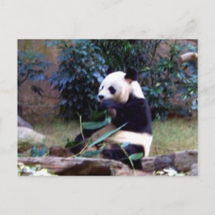 Carte Postale Pacifique