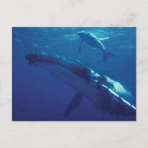 Carte Postale Pacifique Sud, Tonga. baleine à bosse et baleineau