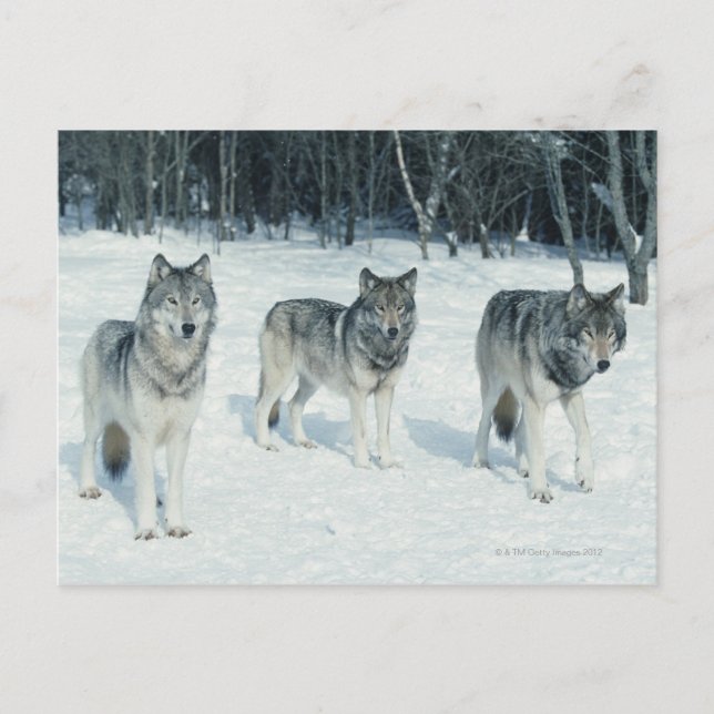 Carte Postale Pack de loups au bord de la forêt enneigée (Devant)