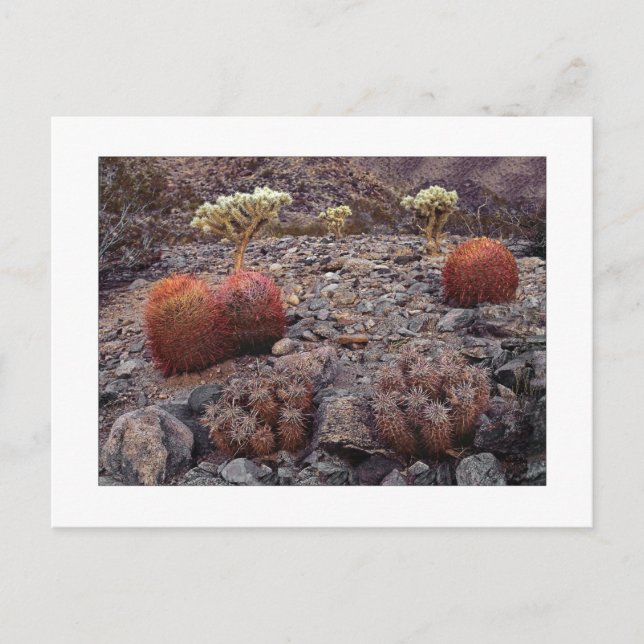 Carte Postale " Pack Variété Cactus " (Devant)