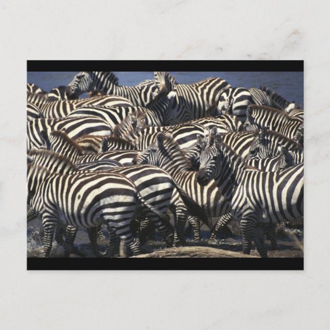 Carte Postale Pack Zebra (Devant)