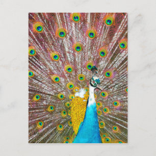 Carte Postale Pacock