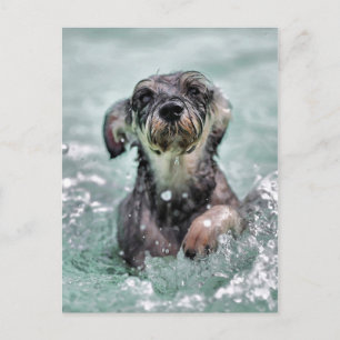 Carte Postale Paddle