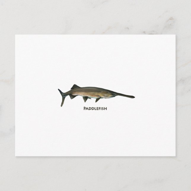 Carte Postale Paddle (Devant)