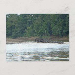 Carte Postale Paddle Pygmy