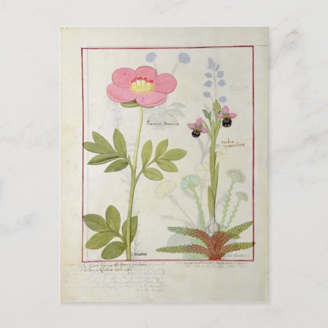 Carte Postale Paeonia ou Peony, et Orchis myanthos (Devant)