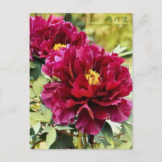 Carte Postale Paeonia suffruticosa ‘Isono-nami’ [Carte postale] (Devant)