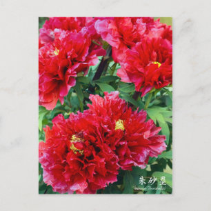 Carte Postale Paeonia "Zhushalei" [Carte postale]